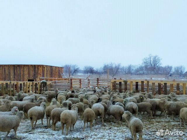 Продам отару овец купить на Зозу.ру - фотография № 3