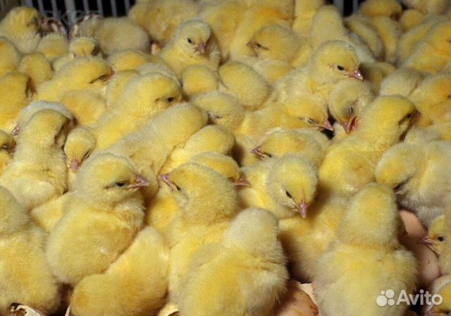 Инкубационое яйцо и суточные цыплята утята гусята купить на Зозу.ру - фотография № 2
