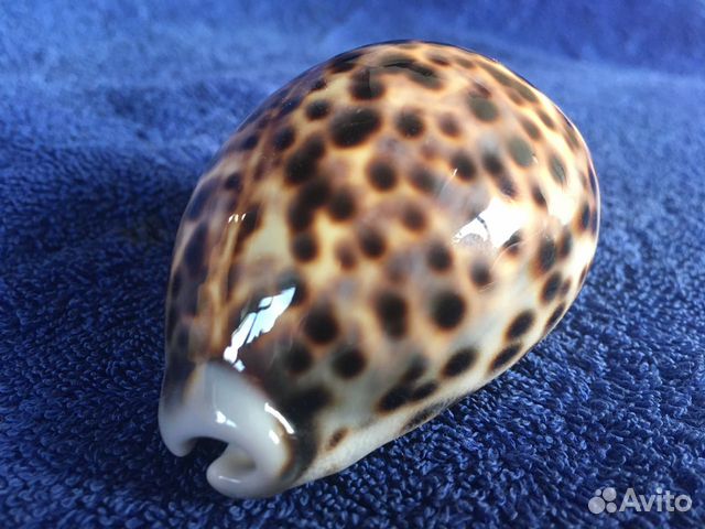 Морская раковина Тигровая ципрея (Cypraea tigris) купить на Зозу.ру - фотография № 1
