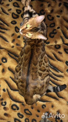 Бенгальский кот для вязки купить на Зозу.ру - фотография № 3