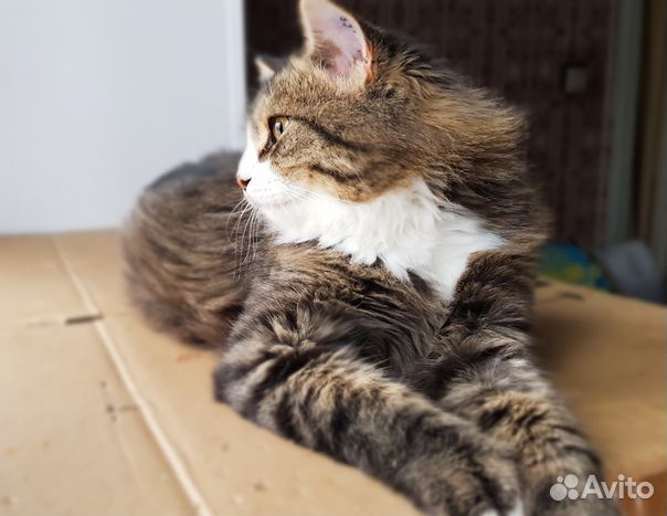 Кот Грильяж