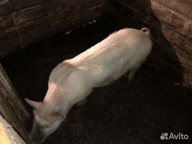 Свиньи и хряк купить на Зозу.ру - фотография № 3