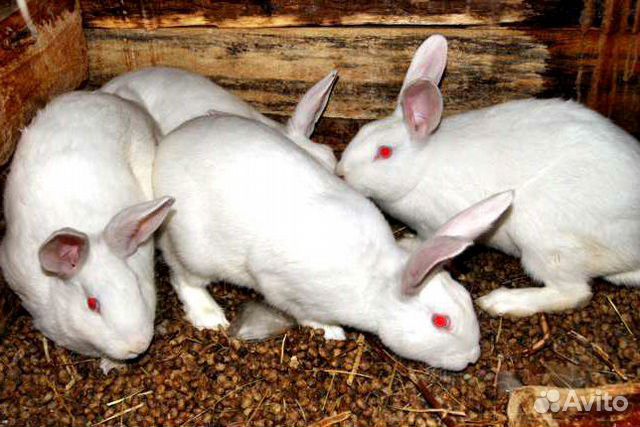 Продам кроликов разных парод и возрастов купить на Зозу.ру - фотография № 3