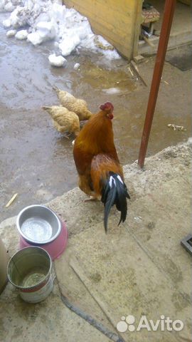 Яйцо инкубационное куриное и перепелиное, цыплята купить на Зозу.ру - фотография № 2