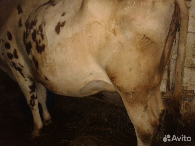 Продается корова айрширской породы купить на Зозу.ру - фотография № 2