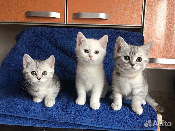 Симпатичные котята британчики купить на Зозу.ру - фотография № 3