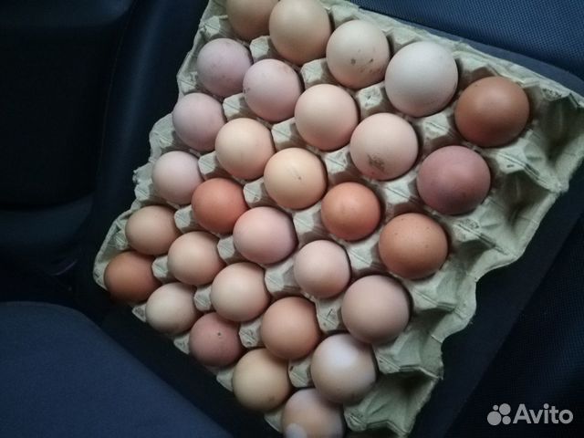 Яйца от породных петухов купить на Зозу.ру - фотография № 1