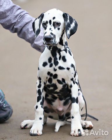 Отличный щенок далматина купить на Зозу.ру - фотография № 1