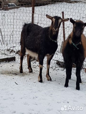 Альпийская-тоггенбурская коза покрытая купить на Зозу.ру - фотография № 1