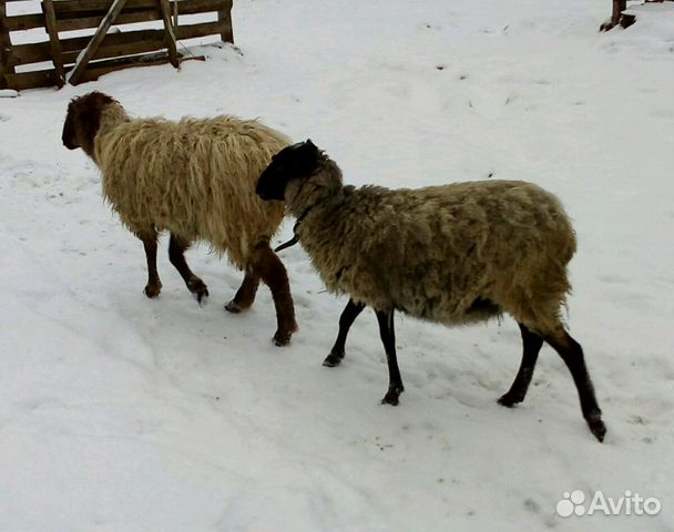 Овцы 3 штуки купить на Зозу.ру - фотография № 5