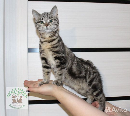 авито пенза в добрые руки. авито каменка котята. авито пенза в добрые руки. котенка в добрые руки город пенза. авито пенза в добрые руки.