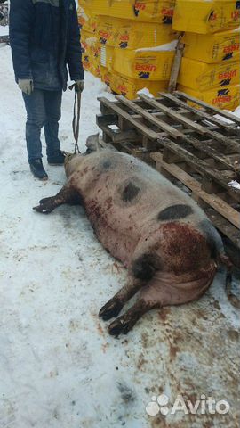 Забой и разделка любого домашнего скота Забой и разделка любого домашнего скота