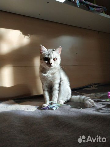 Пропал котенок- подросток купить на Зозу.ру - фотография № 4