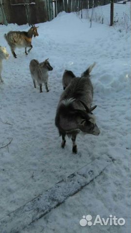 Коричневые козы с маленькими козлятами купить на Зозу.ру - фотография № 2
