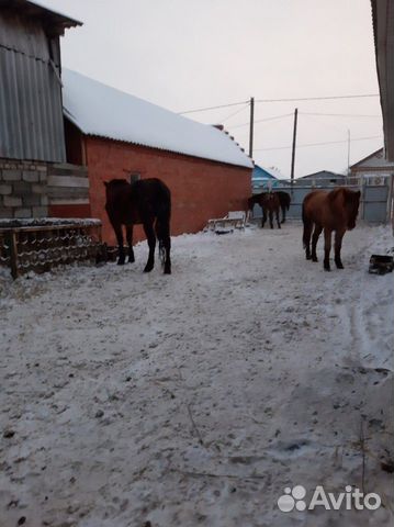 Жеребята лошади купить на Зозу.ру - фотография № 4