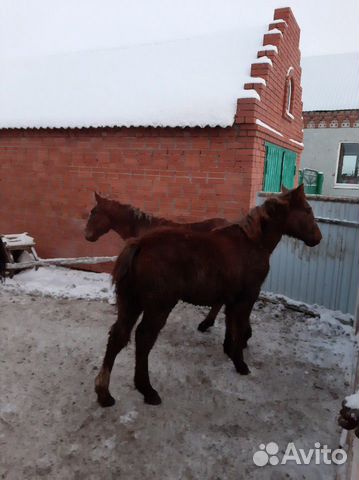 Жеребята лошади купить на Зозу.ру - фотография № 3