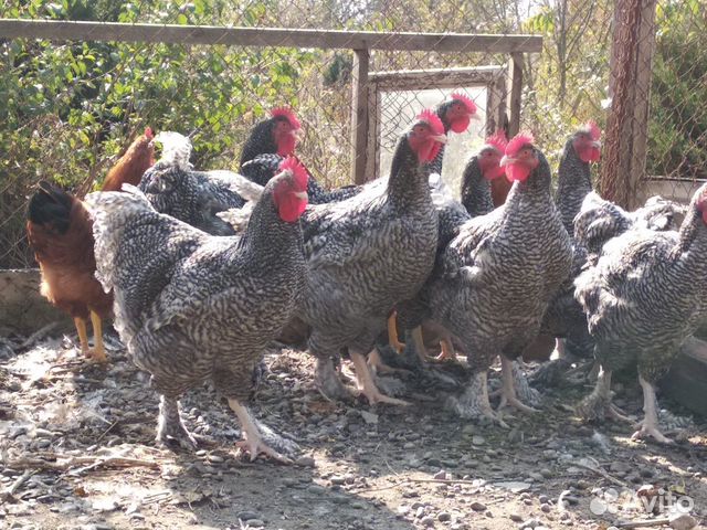 Суточные цыплята и инкуб. яйцо тяжелых мясных кур купить на Зозу.ру - фотография № 7