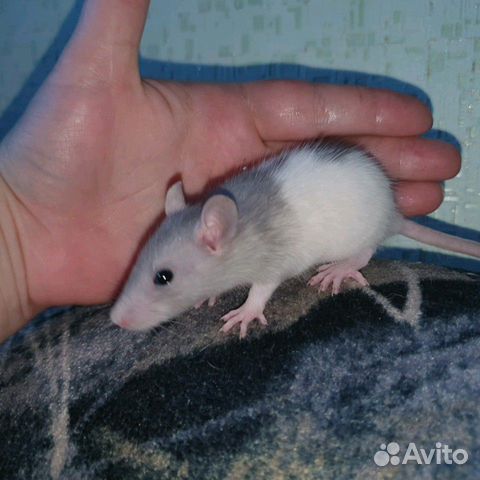 Крысята купить на Зозу.ру - фотография № 8