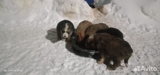 Отдадим очень миленьких щенят,бесплатно купить на Зозу.ру - фотография № 2