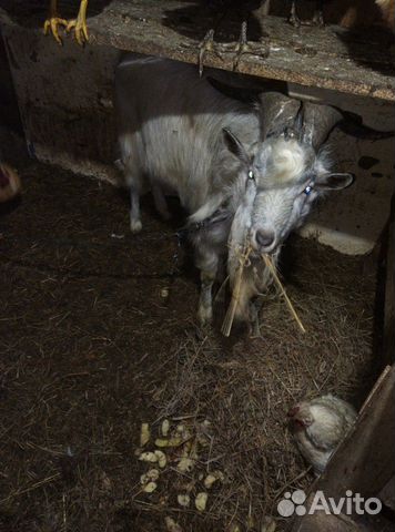 Продам козла и козу котную 2 козочки одна уже доит купить на Зозу.ру - фотография № 1