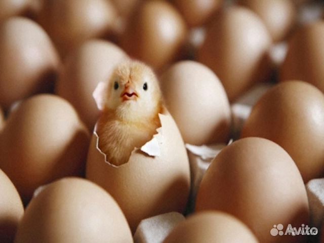 Инкубационное яйцо в ассортименте купить на Зозу.ру - фотография № 1