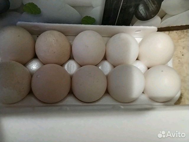 Яйца индейки для инкубации купить на Зозу.ру - фотография № 1