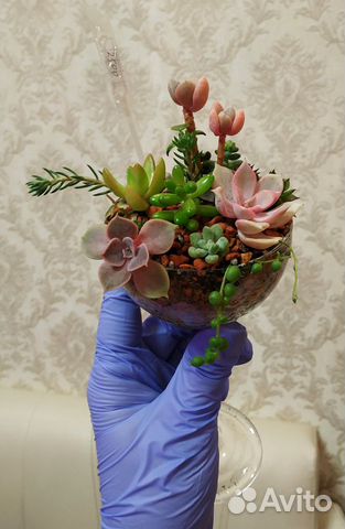 Букет из суккулентов