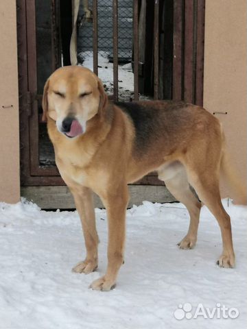 Продаю рабочую собаку, русская гончая, 3 года с до купить на Зозу.ру - фотография № 3