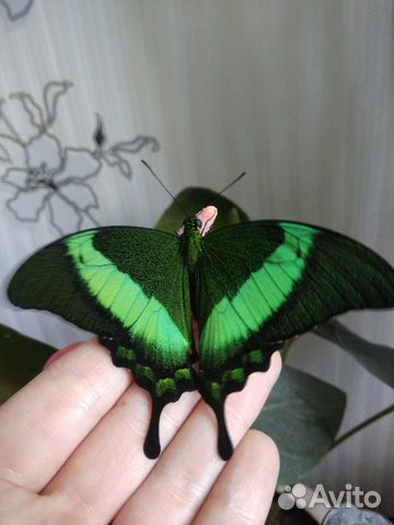 Живые тропические бабочки купить на Зозу.ру - фотография № 3