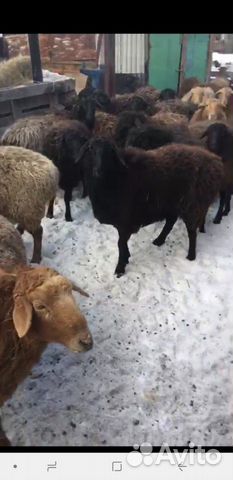 Продам овцематки 50 голов 30 голов ягнят курдючный купить на Зозу.ру - фотография № 5