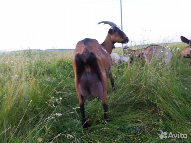 Чп альпийский козел, дойные козы, молодняк купить на Зозу.ру - фотография № 4