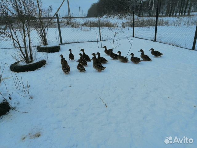 Подсадные утки купить на Зозу.ру - фотография № 2