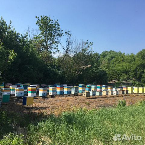 Продам пчелопакеты купить на Зозу.ру - фотография № 2