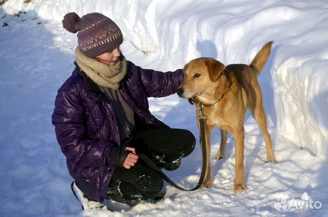 Собака ищет дом и ждет хозяина купить на Зозу.ру - фотография № 2