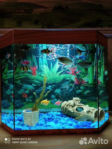 Готовый аквариум с рыбками купить на Зозу.ру - фотография № 3