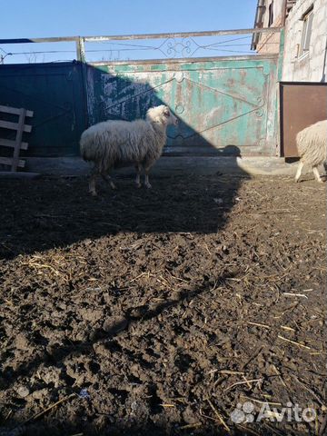 Овца купить на Зозу.ру - фотография № 5