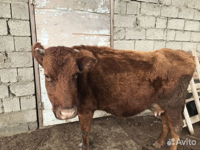Корова с телёнком купить на Зозу.ру - фотография № 8