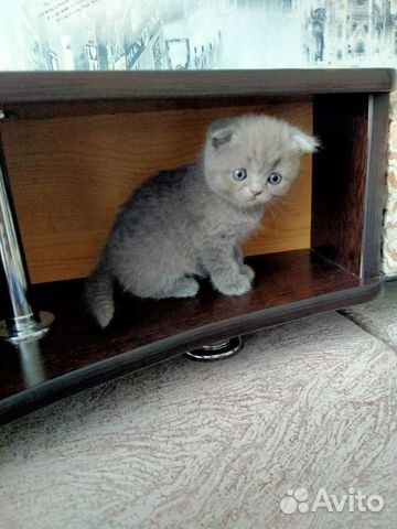 Плюшевый котенок купить на Зозу.ру - фотография № 4