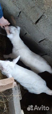 Молочная коза с козлятами купить на Зозу.ру - фотография № 4