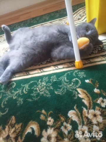 Котик Мишка, британец Котик Мишка, британец