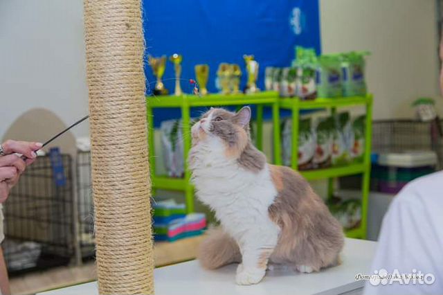 Выставка кошек и котят купить на Зозу.ру - фотография № 5