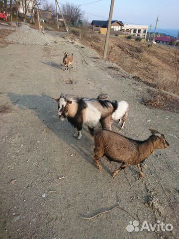Козлы и козы купить на Зозу.ру - фотография № 3