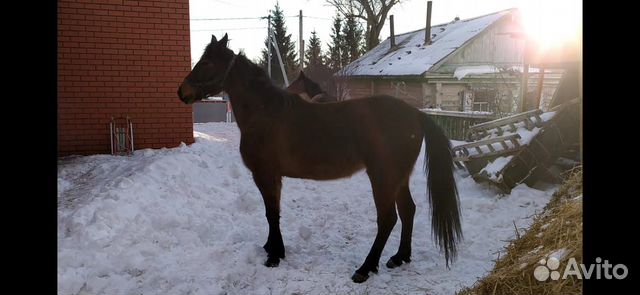 Лошадь, кобылы купить на Зозу.ру - фотография № 3