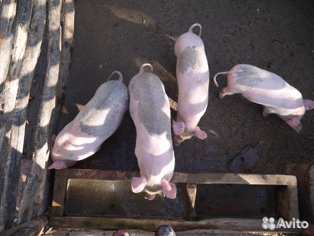 Продаются домашние свиньи купить на Зозу.ру - фотография № 1