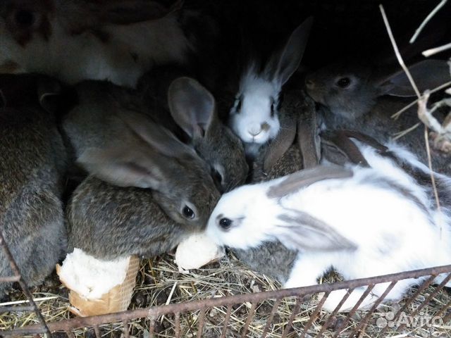 Кролики мясной породы купить на Зозу.ру - фотография № 6