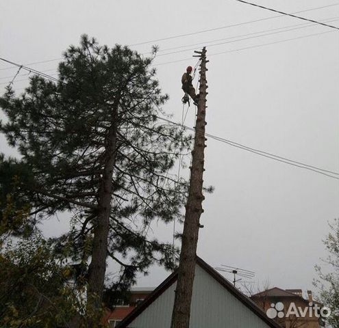 Спил деревьев,кронирование деревьев Спил деревьев,кронирование деревьев