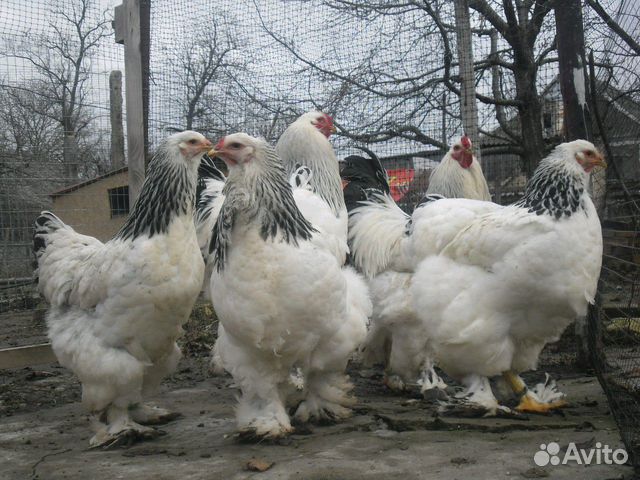 Цыплята купить на Зозу.ру - фотография № 10
