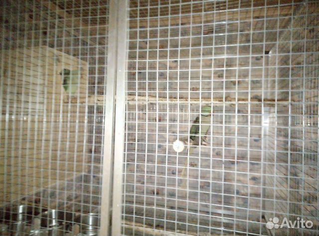 Пары Александрийских попугаев купить на Зозу.ру - фотография № 2