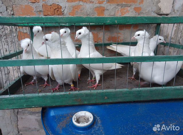 Продам бакинских голубей купить на Зозу.ру - фотография № 7