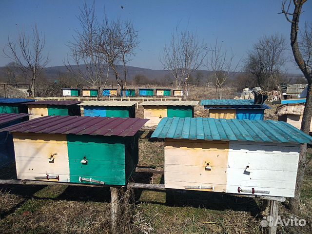 Продаются пчелы купить на Зозу.ру - фотография № 5